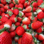 Dia da Agricultura: Bahia amplia produção, diversifica culturas e consolida liderança no Nordeste