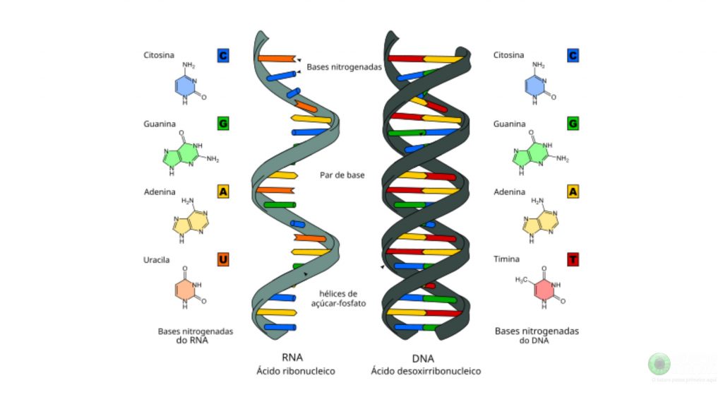 rna dna