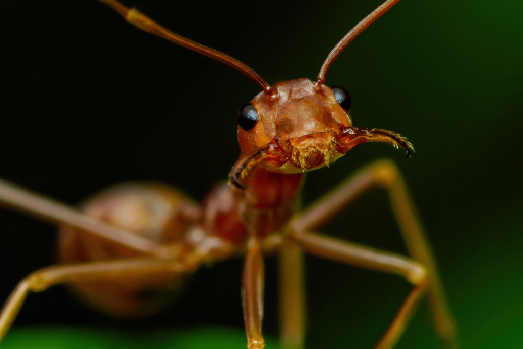 Formiga-tecelá exibe sua mandíbula poderosa